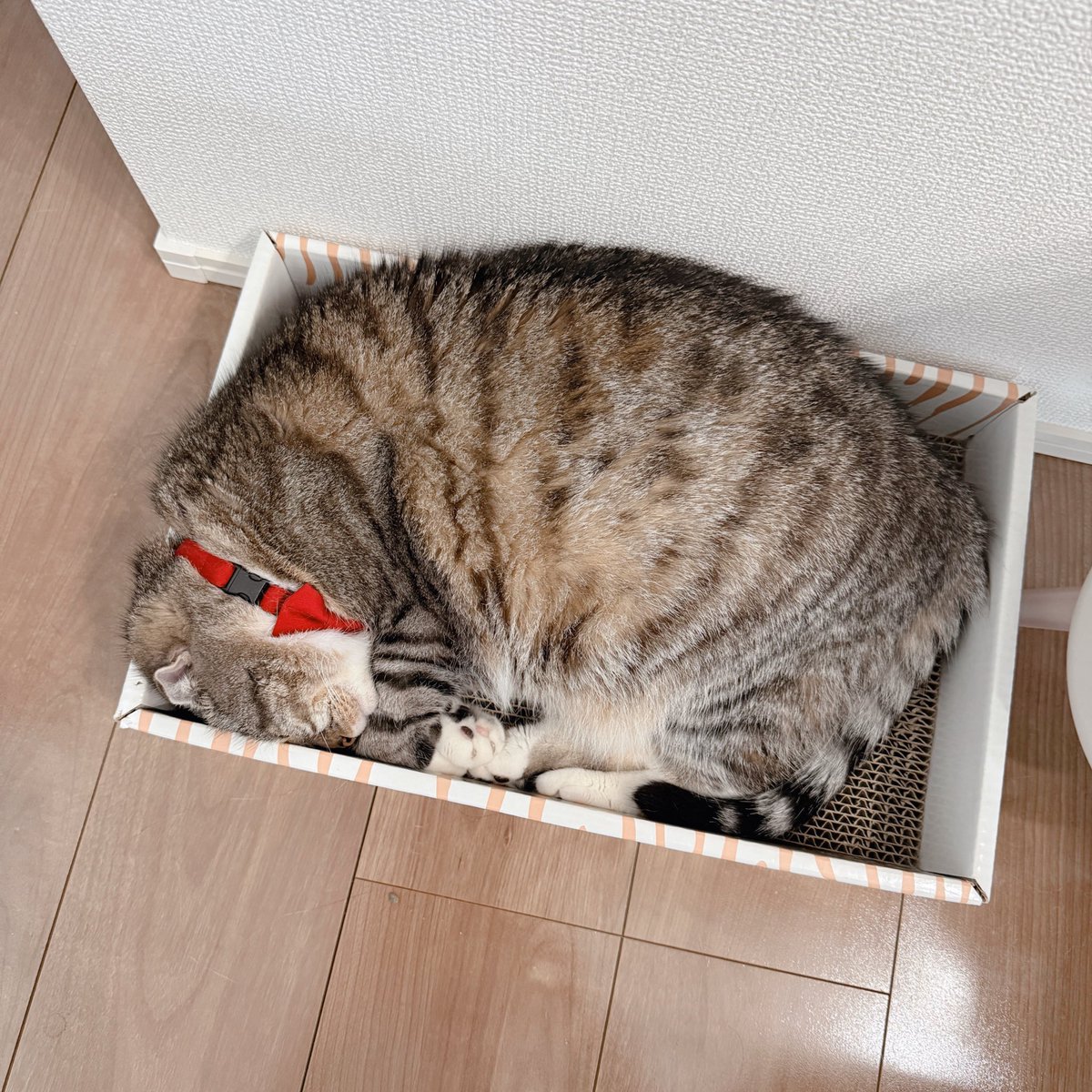 本日の朝採れみっちりっちゃんでごわす！