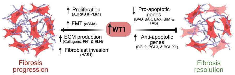 Extracellular Matrix News (@extracellmatrix) on Twitter photo Targeting WT1 may be a promising strategy for attenuating #fibroblast expansion and #ECM production during fibrogenesis, reported Drs. Satish Madala, Harshavardhana Ediga, and colleagues. 🎯
bit.ly/4mY8pCR | <a href="/jclinicalinvest/">Journal of Clinical Investigation</a> Targeting WT1 may be a promising strategy for attenuating #fibroblast expansion and #ECM production during fibrogenesis, reported Drs. Satish Madala, Harshavardhana Ediga, and colleagues. 🎯
bit.ly/4mY8pCR | <a href="/jclinicalinvest/">Journal of Clinical Investigation</a>