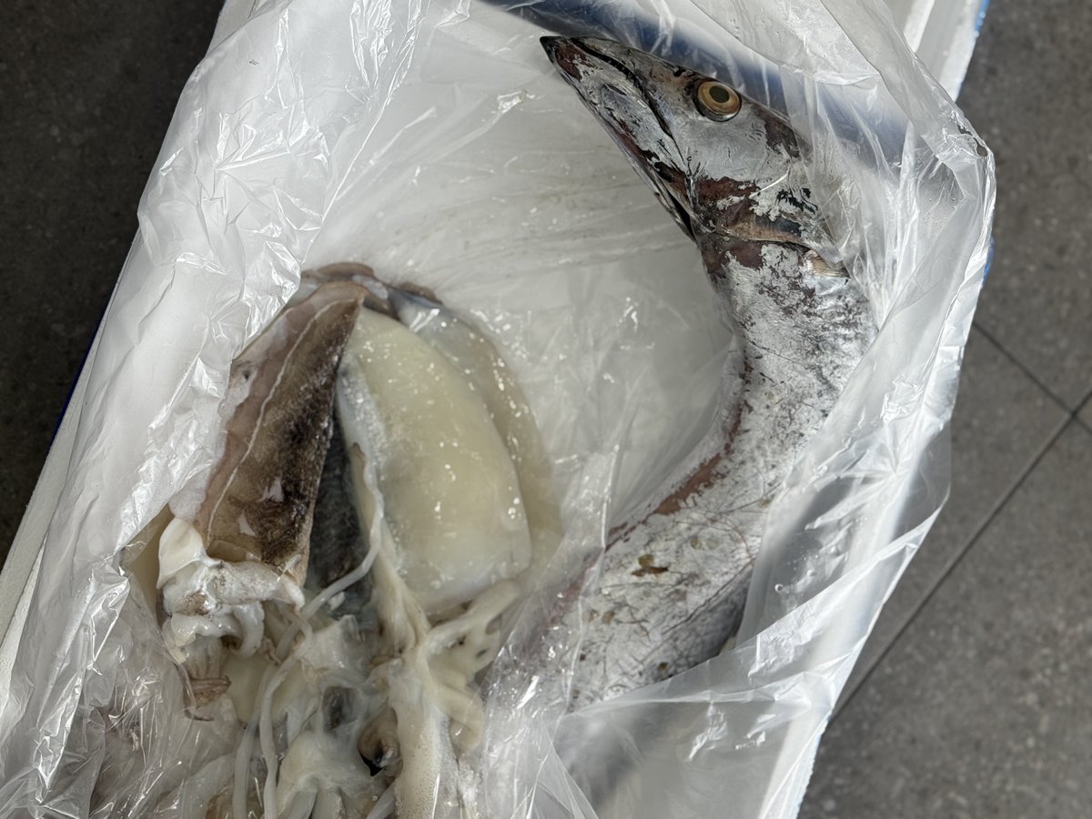 NEVERDIEBAEB's tweet photo. …오늘 갑자기 젓갈 사장님네서 택배가 온다길래 뭐지? 했더니 엄청난 갈치를 보내셨네요😭.. 전화 드렸더니 오랜만에 크고 좋은거 잡혔다고 그냥 드시라며ㅠㅠㅠㅠㅠㅠㅠㅠㅠㅠ…. https://t.co/YIokimvaFO