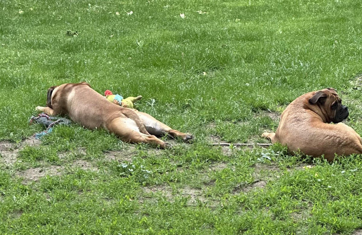 TanksTweets's tweet photo. Suns out… buns out!! #bullmastiff https://t.co/EUqclcqhIw