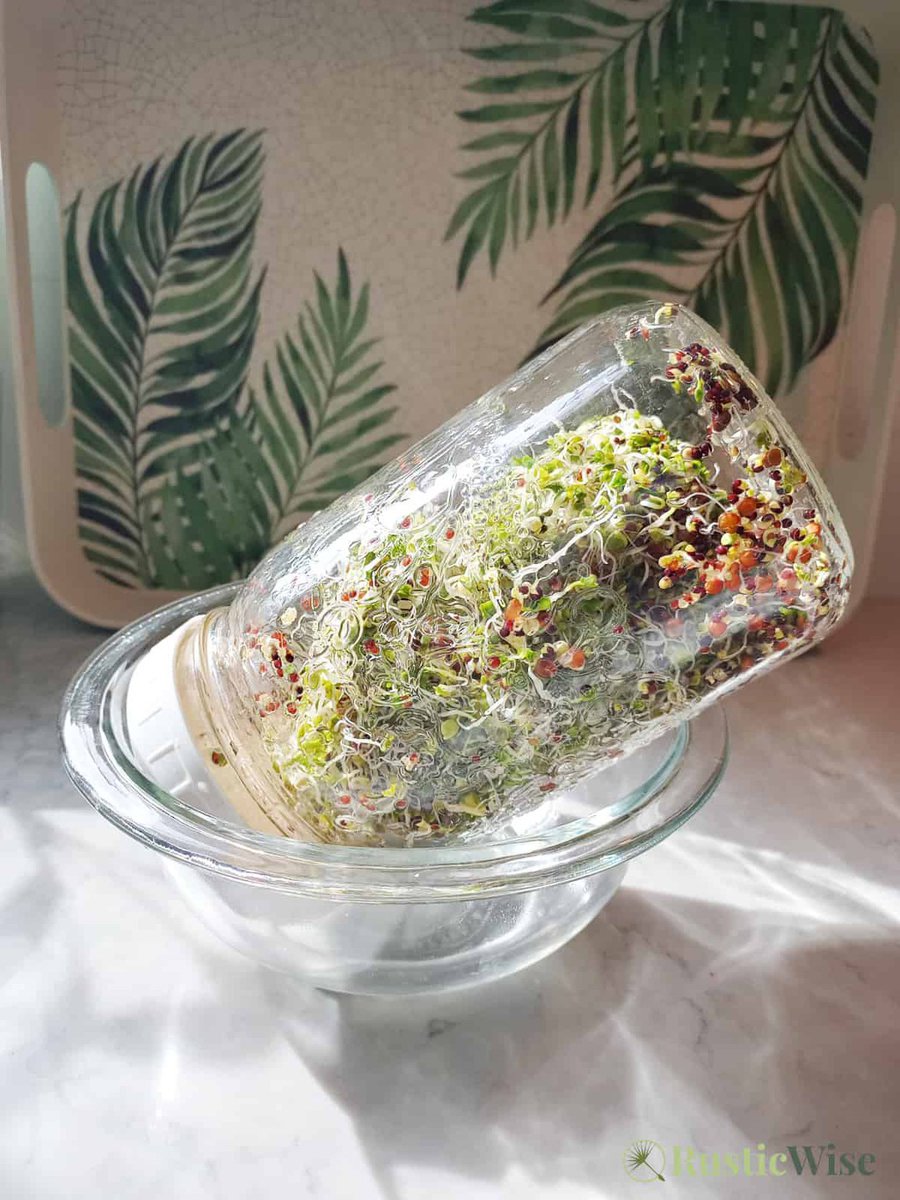 RusticWise's tweet image. Rinsing not only infuses your sprouts with much-needed water and oxygen, it also flushes away any bacteria or metabolic waste from the sprouts.💧 And don't forget to drain!

Read more 👉 lttr.ai/ATtlO

#sprouts #sprouting #growyourownfood