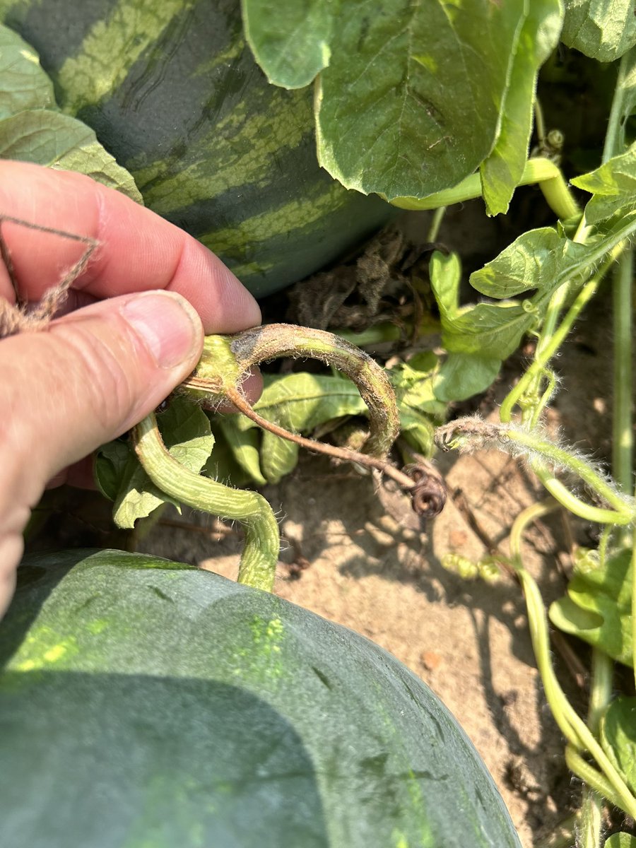 cook_ag's tweet photo. Dry tendril, yellow belly but still not quite ready. https://t.co/tredsrK2EY