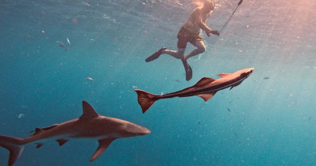 Visit USVI – U.S. Virgin Islands Dept. of Tourism (@usvitourism) on Twitter photo No surprise here — Virgin Islands <a href="/NatlParkService/">National Park Service</a> made @USAToday's list of '11 national parks at their best in summer.' 😎 ☀️
Above ground or under the sea — which are you exploring first?
usatoday.com/story/travel/e…
📸: <a href="/Prairie_Ghost/">Prairie Ghost 🇺🇸</a>
#VisitUSVI #NaturallyInRhythm No surprise here — Virgin Islands <a href="/NatlParkService/">National Park Service</a> made @USAToday's list of '11 national parks at their best in summer.' 😎 ☀️
Above ground or under the sea — which are you exploring first?
usatoday.com/story/travel/e…
📸: <a href="/Prairie_Ghost/">Prairie Ghost 🇺🇸</a>
#VisitUSVI #NaturallyInRhythm