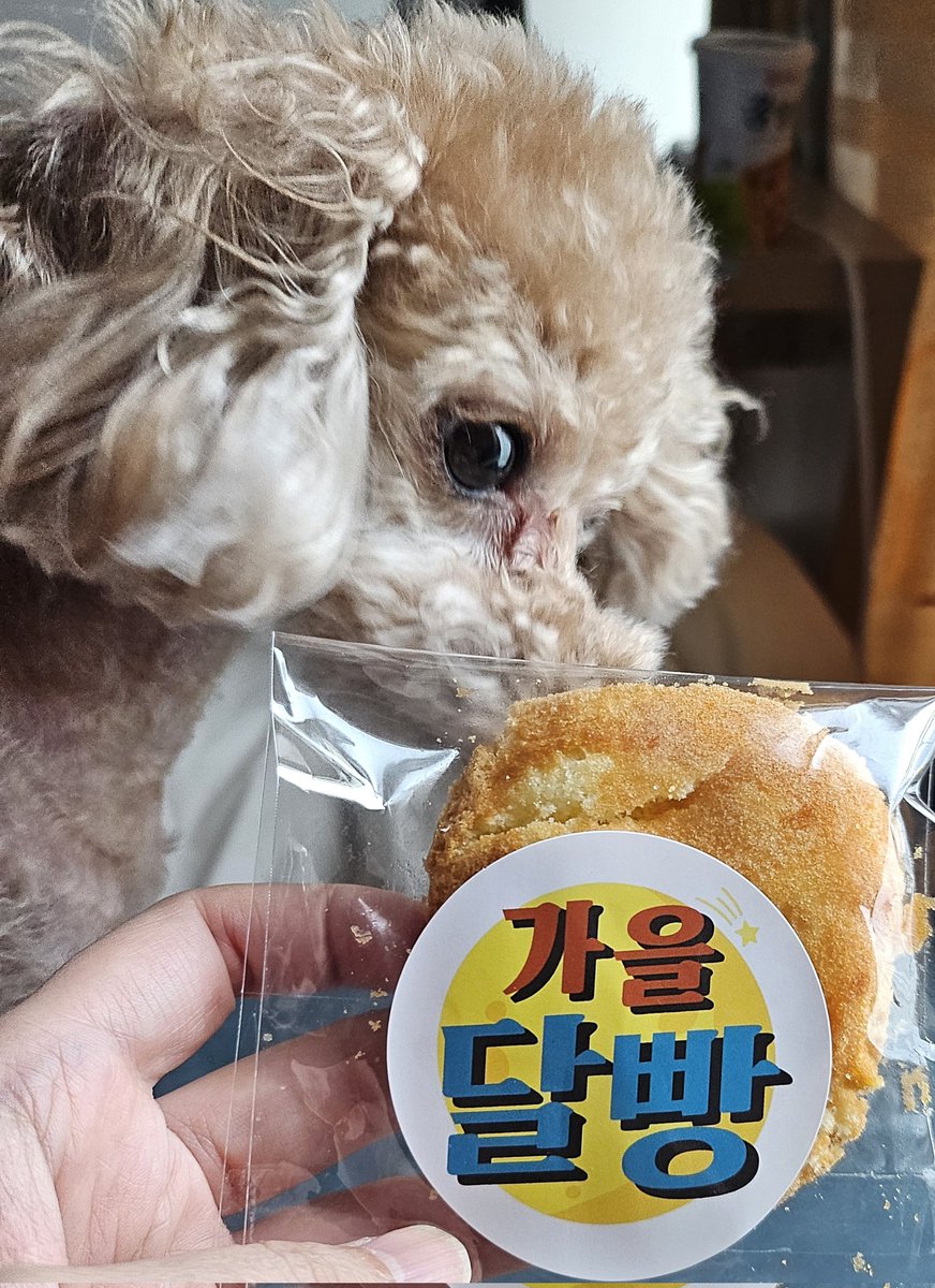 hsiwjwjdjdjsiej's tweet image. 2025.06.12 #육퇴 #가을달빵 #댕댕이
나두 사실 참치었어~
우리집 막내딸  ~
어제받은 가을달빵 ㅋ
아가야 그거 가을달빵 엄마꺼야 ㅋㅋ
슈크림들어간 가을달빵 맛있네
작년엔 받았는데 못먹어봤는데 
올해 맛보네 ~~달콤해^^