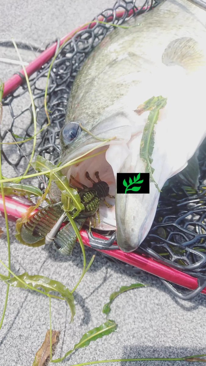 1888_at's tweet photo. トップ&ミノーに反応無かったんで
フリーリグでブチ込む🌿
#スルスタシンカー 5/16oz
#worm333
#PR https://t.co/6xOmZz6jAC