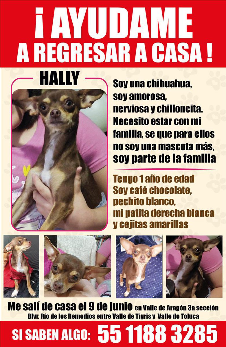 BUSCAN A #Hally, EXTRAVIADA EN #ECATEPEC

Es una perrita chihuahua de 1 año de edad. 

Ayudémosla a regresar con su familia a casa 🏡