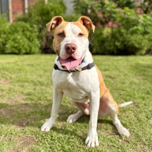 Please share for Rocky!
At almost two years-old Rocky is on the hunt for a new home.
Rocky arrived at our Campbellfield Adoption Centre when his family couldn’t look after him anymore or give him the attention he needed as a large active fella.
Rocky has shown us that he’s