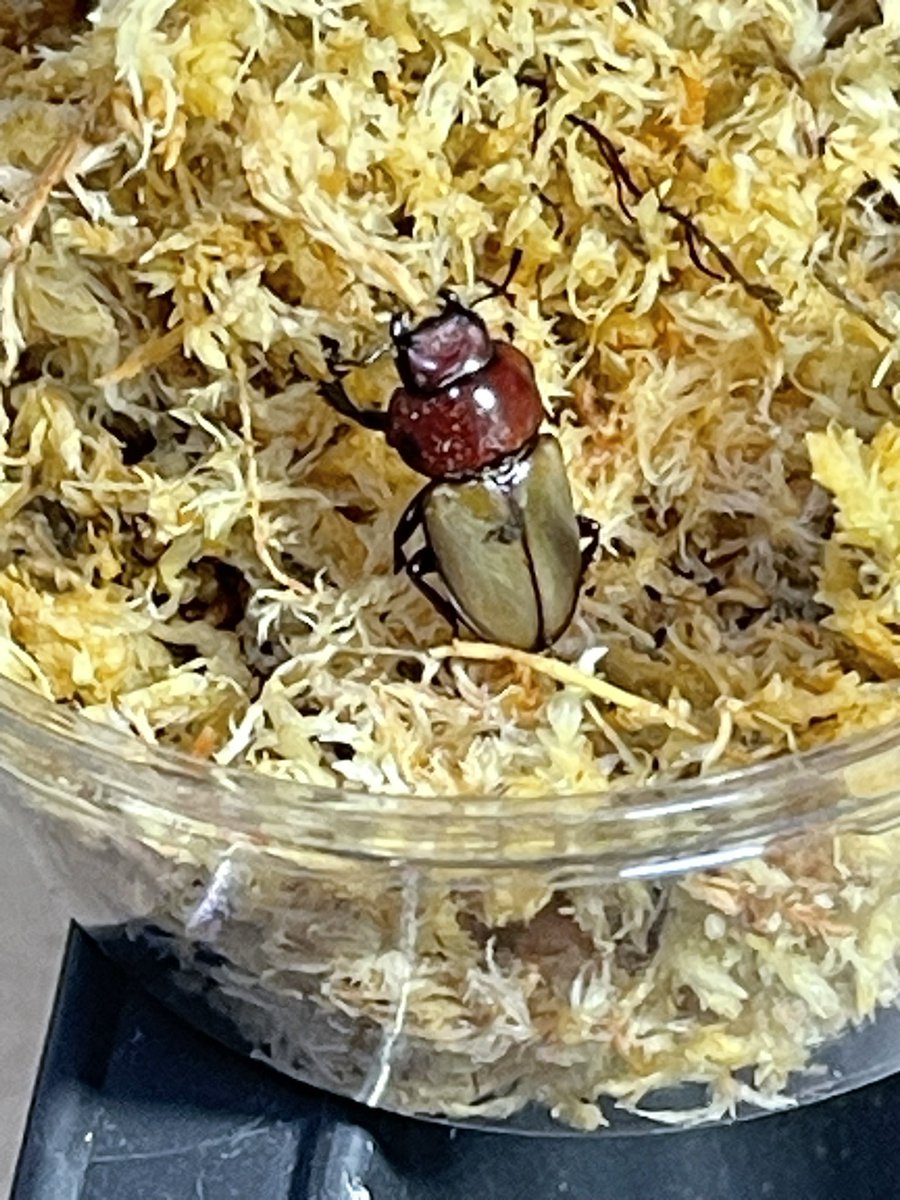 ちょー久しぶりにポスト
ムシムシトレードしてみませんか？。
こちらからは！
ブケファルスオオズ　1pa
Wf2 サンタカタリーナ
募集個体は特にありません！
出せるクワガタをDMにご提示下さい。
DMを拝見し興味がある方にのみ返信致します。
よろしくお願いします。
拡散して頂けたら凄い嬉しいです‼️