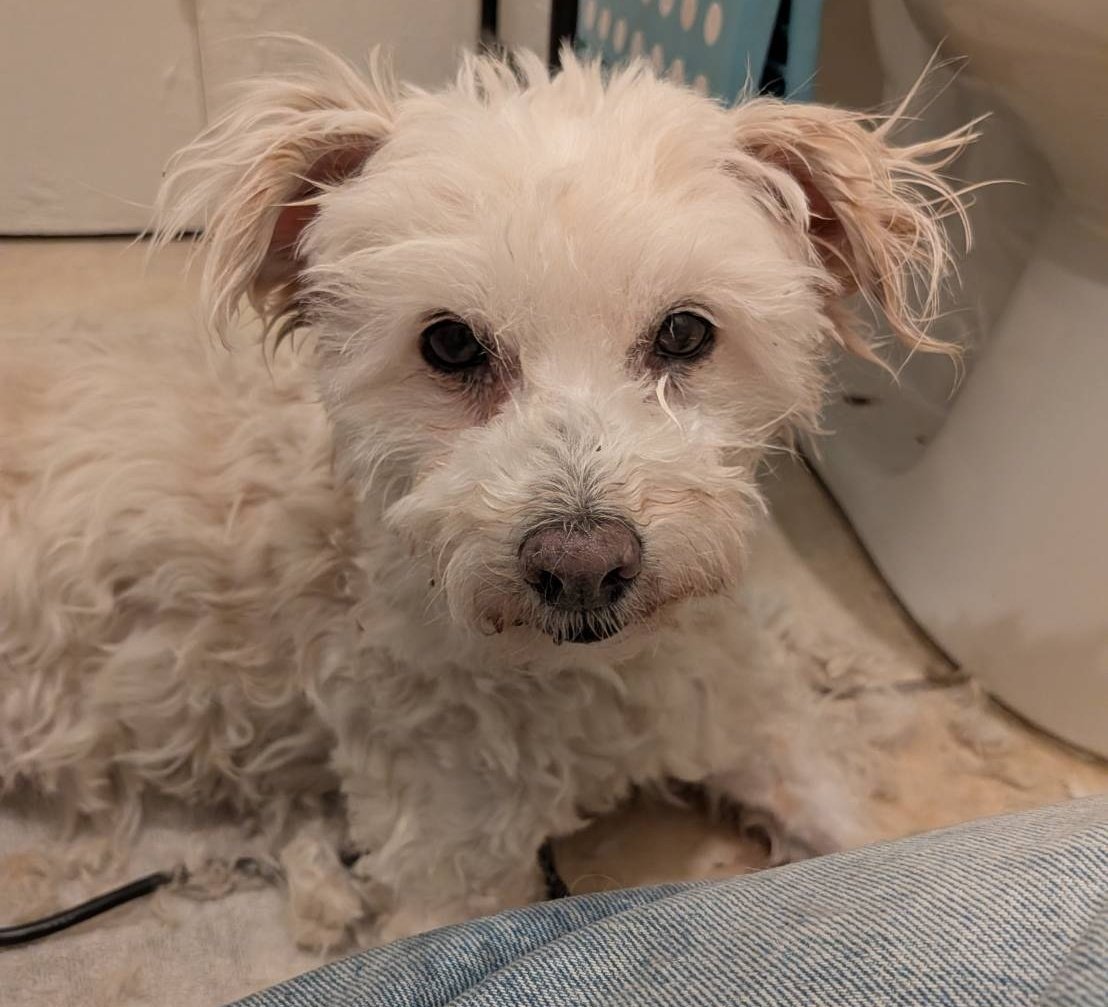 lnkclick's tweet photo. i will unfortunately be having to put my dog down on monday due to health issues, if you'd like to help us out so i can afford this in conjunction with my bills until i get paid next week... 🥲

pypal: kalihiro
kofi: https://t.co/SZ9LhSLgD2 https://t.co/p15v2ebquR