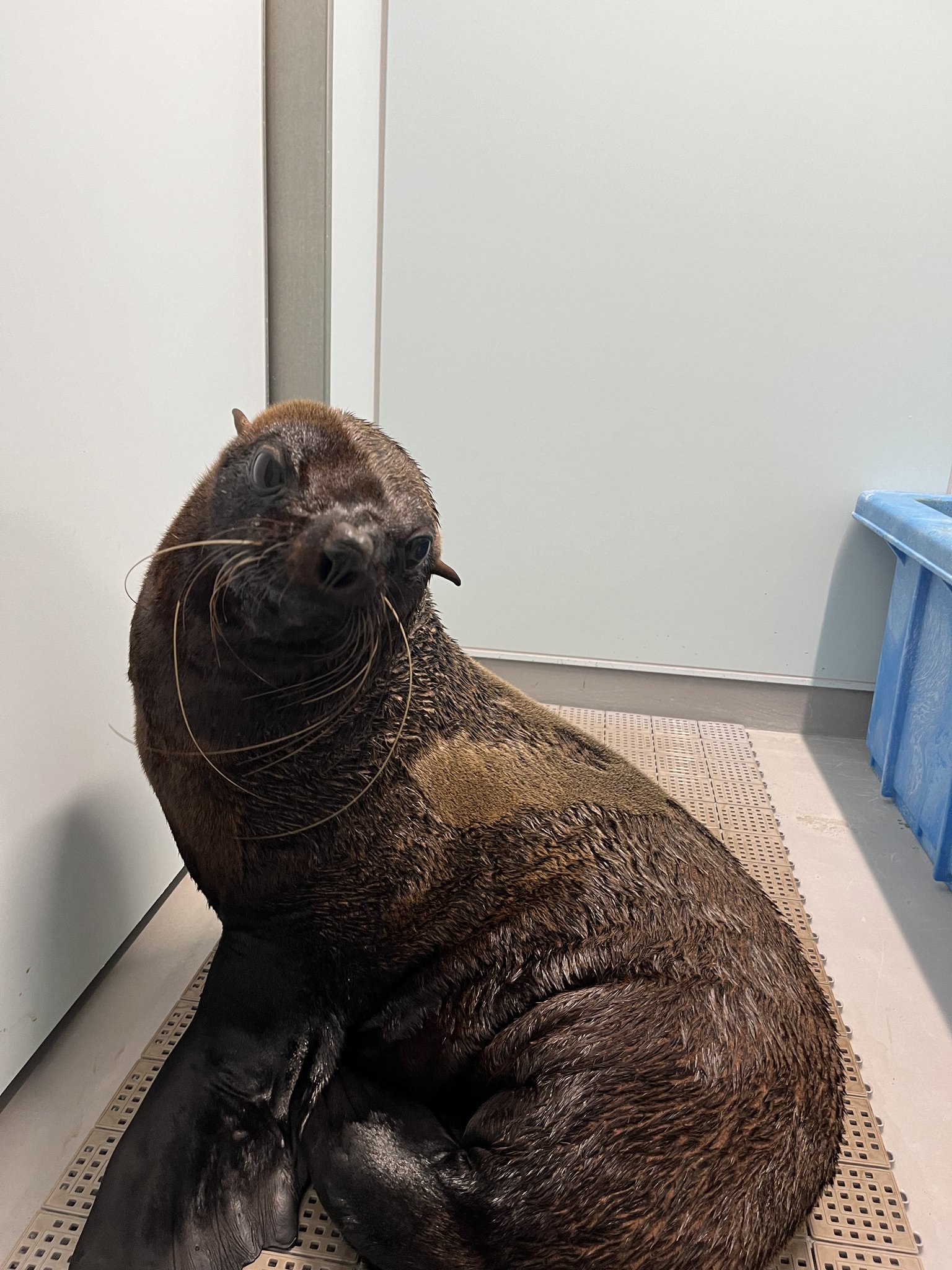❌水族館好き(❁ᴗ͈ˬᴗ͈)水族館の生き物 水族館の美しい生きものたち ―Aquarium Gradation―」銀鏡つかさ