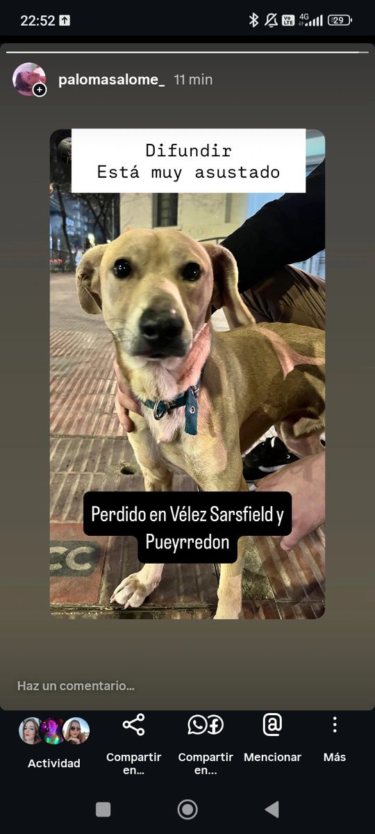 Perrito macho perdido en Nueva Córdoba. 
DIFUNDIR 
Se busca provi