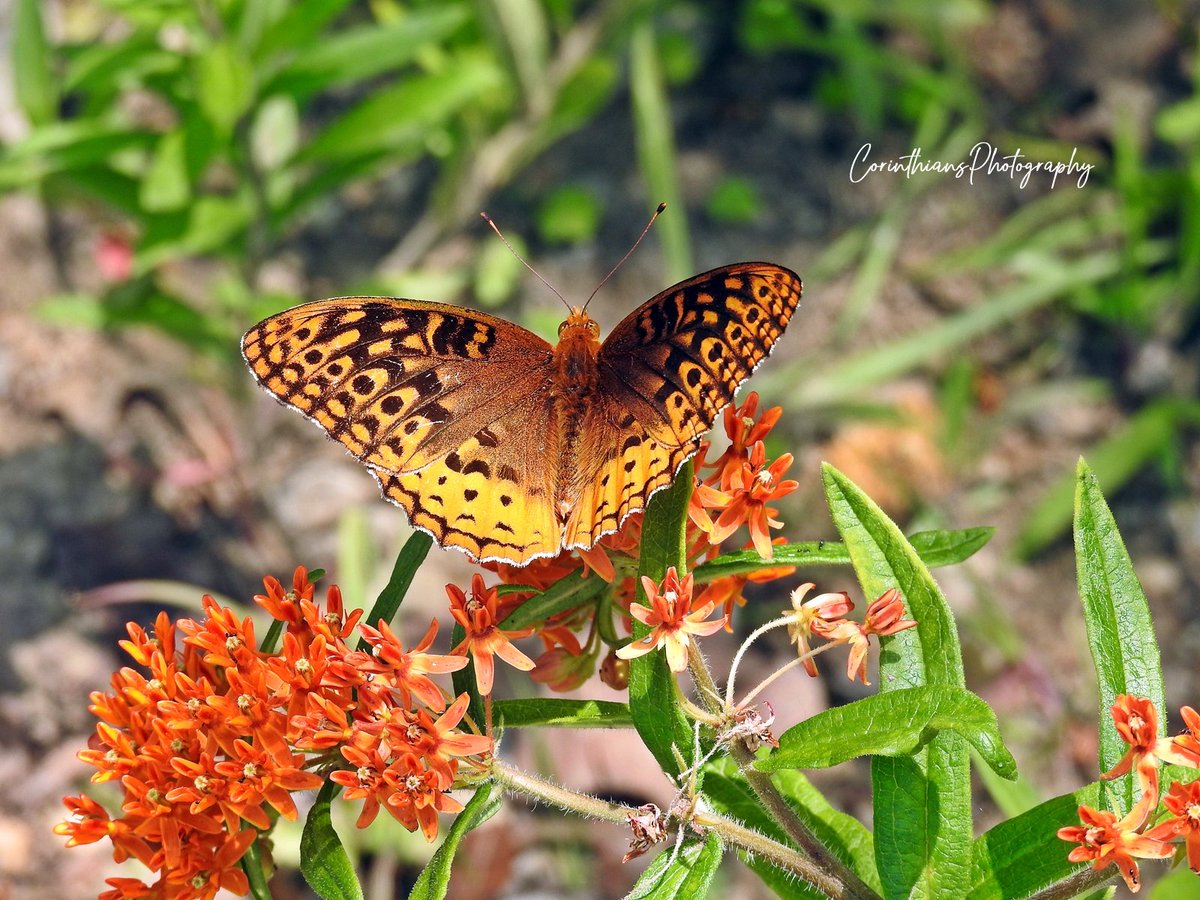 CorinthPhoto's tweet photo. #butterfly 
#nature 
#photography 
#butterflies 
#insects 
#naturelovers 
#pretty 
#wildlife 
#outdoors https://t.co/CaTeQeutFm