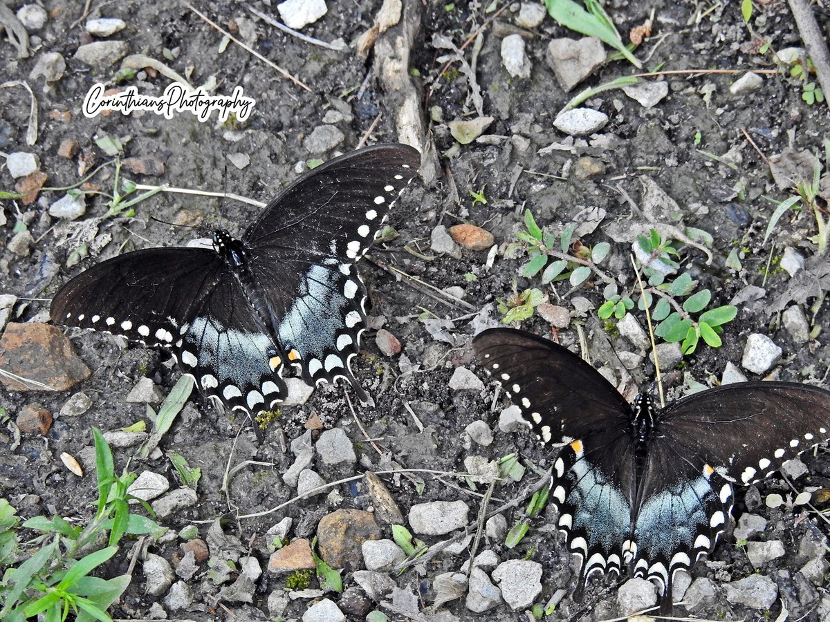 CorinthPhoto's tweet photo. #butterfly 
#nature 
#photography 
#butterflies 
#insects 
#naturelovers 
#pretty 
#wildlife 
#outdoors https://t.co/CaTeQeutFm