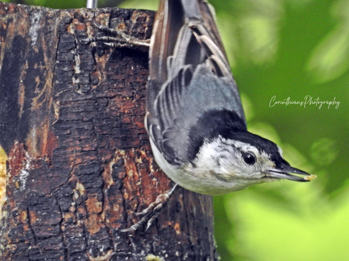 CorinthPhoto's tweet photo. White breasted nuthatch
#bird
#nature
#naturephotography
#wildlife
#naturelovers
#birdphotography
#wildlifephotography
#birding
#animals
#nikonoutdoors https://t.co/jpgD2M8b69