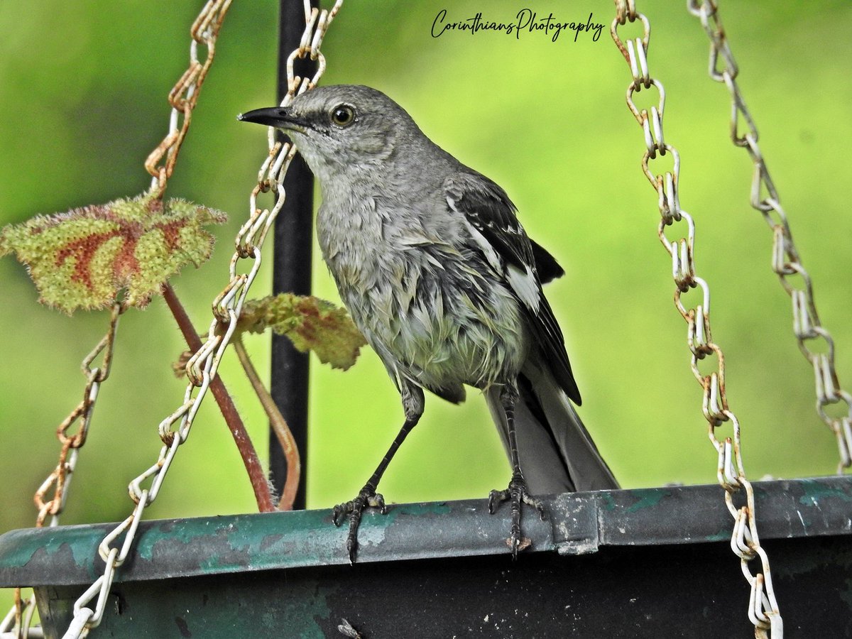 CorinthPhoto's tweet photo. Northern Mockingbird
#bird
#nature
#naturephotography
#wildlife
#naturelovers
#birdphotography
#wildlifephotography
#birding
#animals
#nikonoutdoors https://t.co/4Yb3rhmFwt