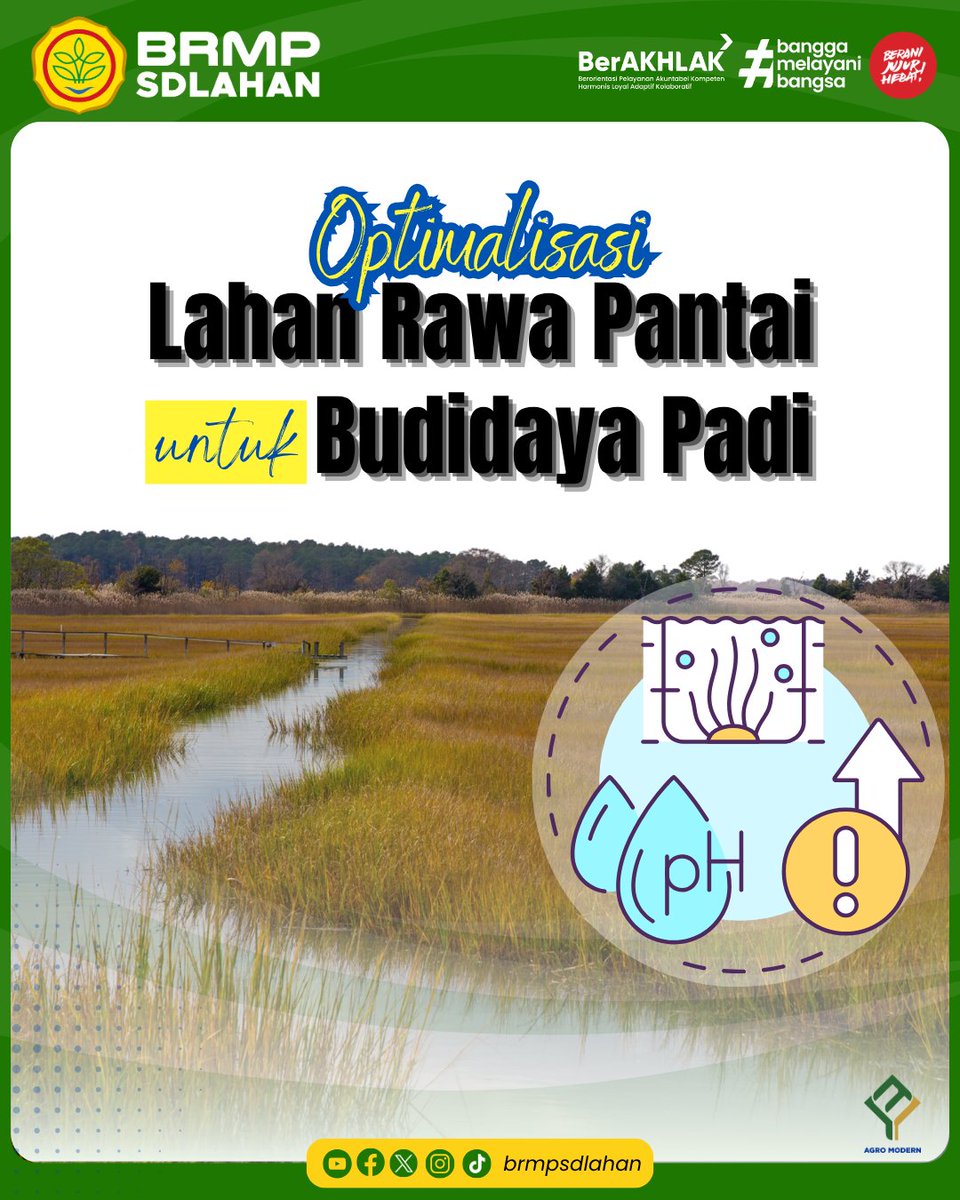 brmpsdlahan's tweet image. Optimalisasi Lahan Rawa Pantai untuk Budidaya Padi. 

Yuk simak info berikut ini SobaTani.. 

#kementerianpertanian #brmpkementan #brmpsdlahan #rawa #padi