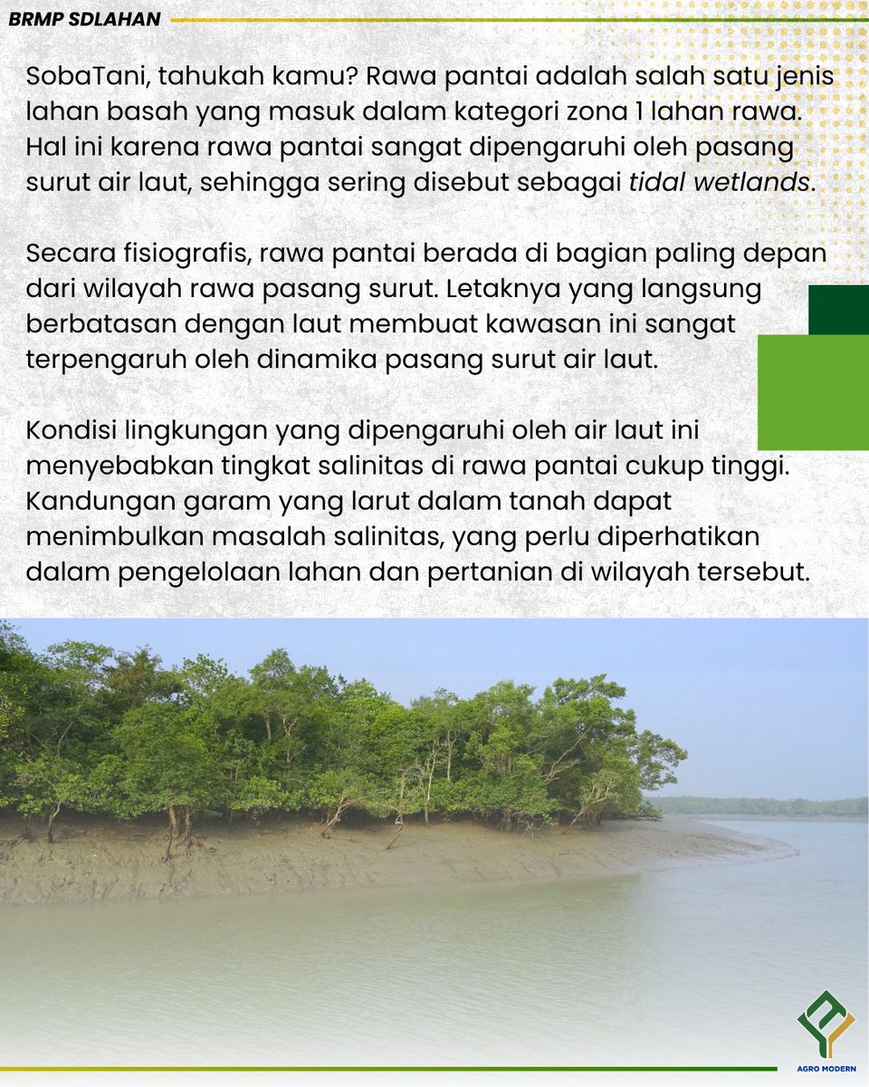 brmpsdlahan's tweet image. Optimalisasi Lahan Rawa Pantai untuk Budidaya Padi. 

Yuk simak info berikut ini SobaTani.. 

#kementerianpertanian #brmpkementan #brmpsdlahan #rawa #padi