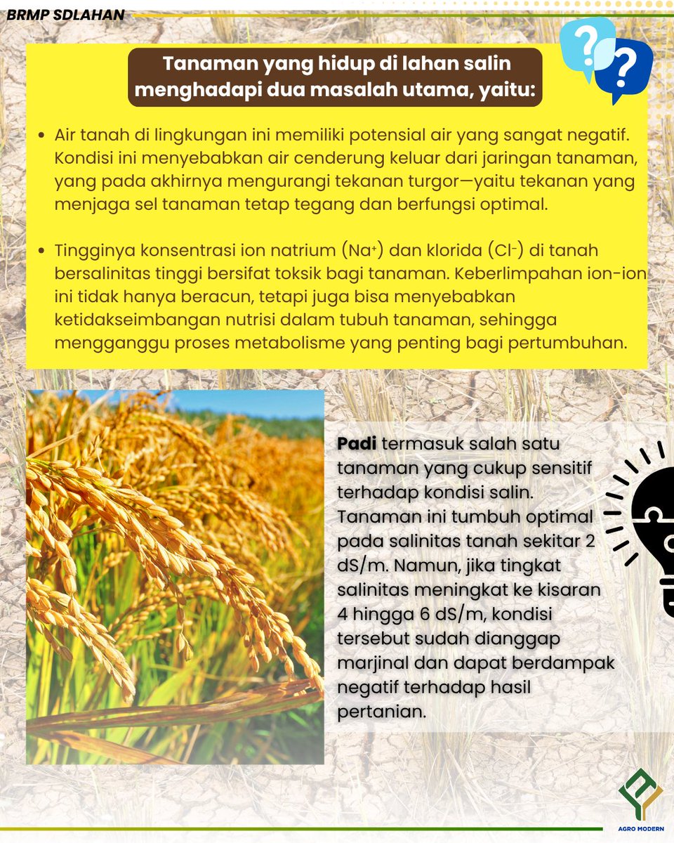brmpsdlahan's tweet image. Optimalisasi Lahan Rawa Pantai untuk Budidaya Padi. 

Yuk simak info berikut ini SobaTani.. 

#kementerianpertanian #brmpkementan #brmpsdlahan #rawa #padi