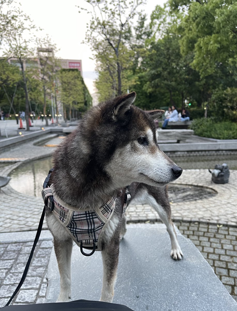立ち寄った街を散歩中

#いぬのいる暮らし #柴犬のいる幸せ
#InU #HIKE