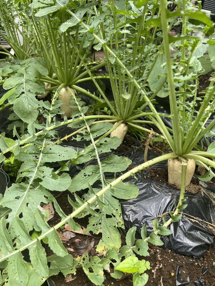 おはこんにちばんわ✨なおちこです😊

今夜は青椒肉絲にしたいと
思いまーす🫑✨
ピーくん沢山出来てた👏🏻😄

大根さん、虫食いが酷いです🐛
葉っぱが立ってるから
まだ大丈夫…かなぁ🤔？

#家庭菜園
#ピーマン
#大根