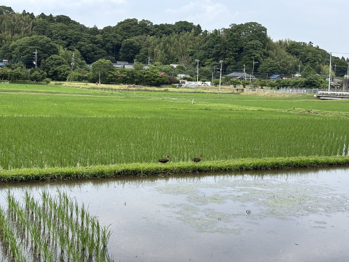 カモの夫婦かな？
よちよち歩きで可愛い！