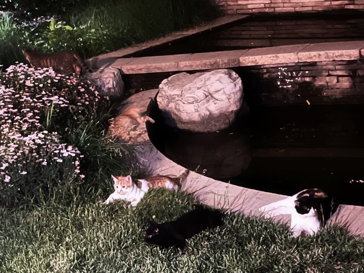 昨晚下班在院里看到好多小茂啊哈特软软