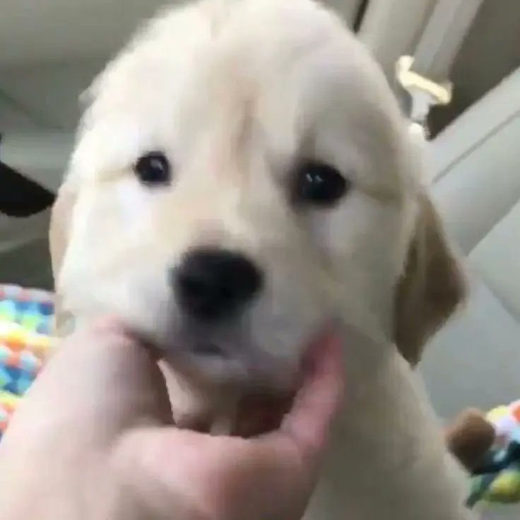 Aww so cute puppy🐶🐶