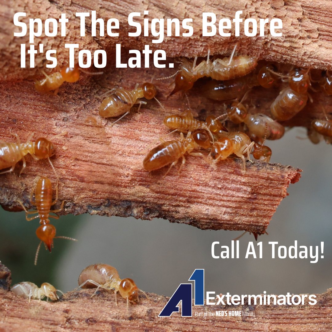 A1Exterminators's tweet image. Termites Don&apos;t Take Vacations!
These silent destroyers can eat away at your home 24/7, causing thousands in damage before you even know they&apos;re there.
Schedule your inspection today! 
#a1exterminators #exterminator #pestcontrol #termitecontrol a1exterminators.com/why-termites-a…
