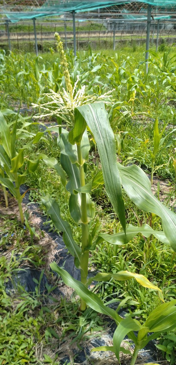 とうもろこしの雄穂（ゆうすい、おすほ）が出ました。追肥します。🌽
