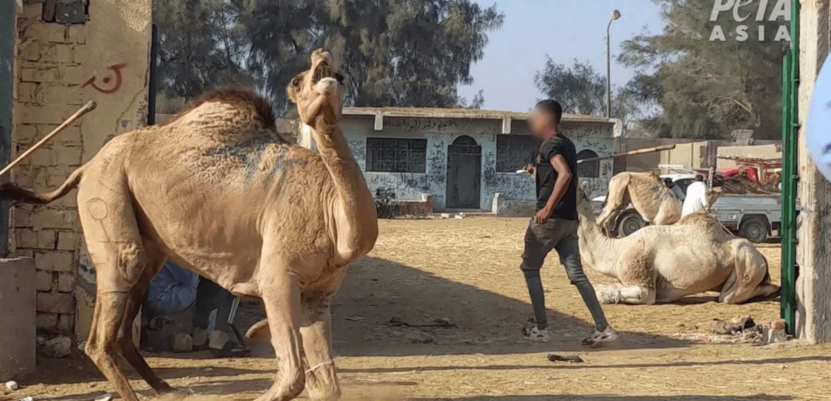 Tourists at risk of contracting MERS from cruel camel rides; PETA issues travel advisory bit.ly/4kzW6KL #TravelDailyNews #TravelNews