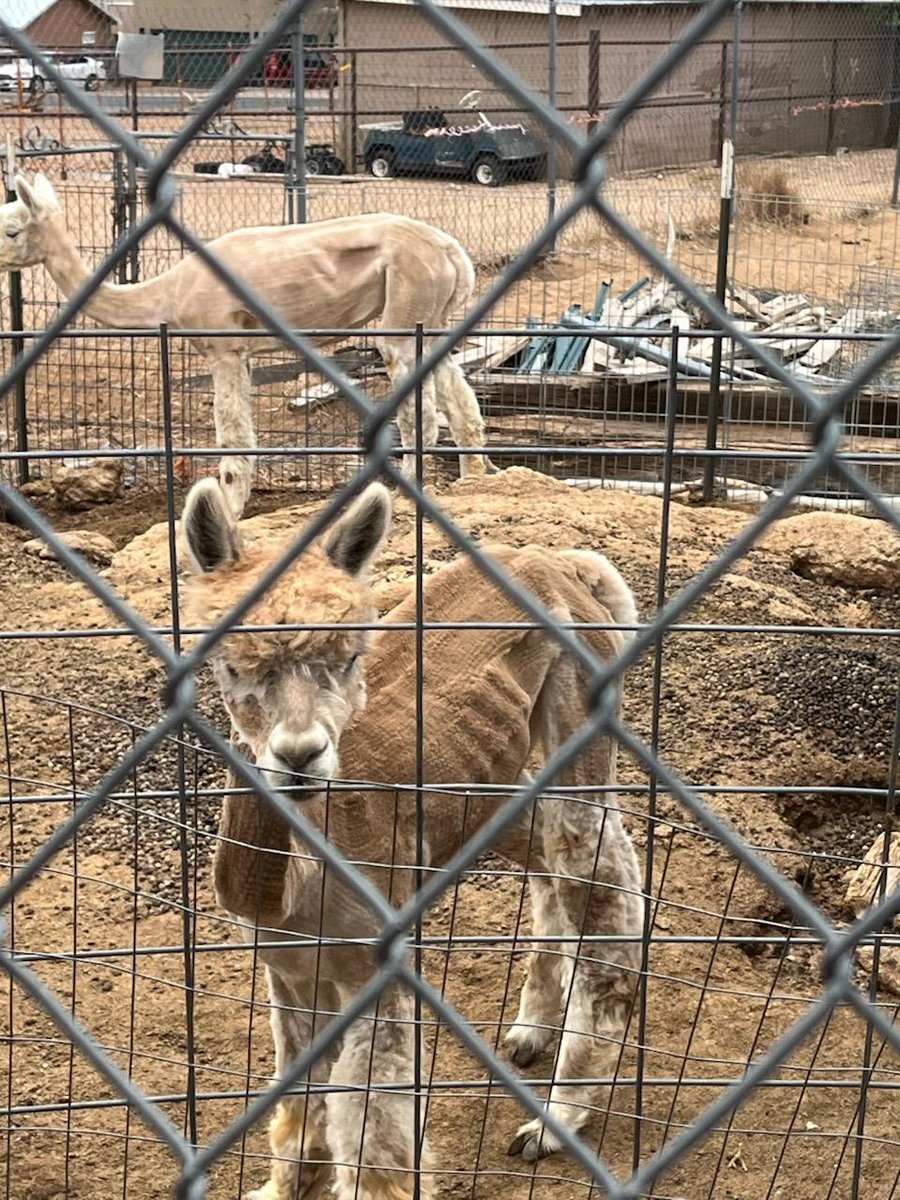 BernCo Animal Care responders found 56 animals at a home in the North Valley Tuesday in an extreme hoarding case. They rescued dozens of the animals, but had to euthanize 9 Great Pyrenees dogs. 😥

What else they found and how you can help at 10. <a href="/KOB4/">KOB 4</a>