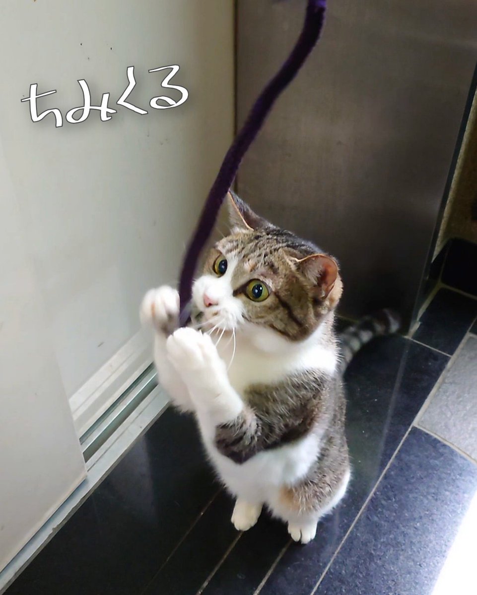 【すみれ最強伝説💕🐈‍⬛】
今日は13日の金曜日にゃ🪦
ジェイソンくん❓️
なんにゃ、それは
全然こわくないにゃ🪓

それよりこのヒモにゃっ🧶
#mnc_cats