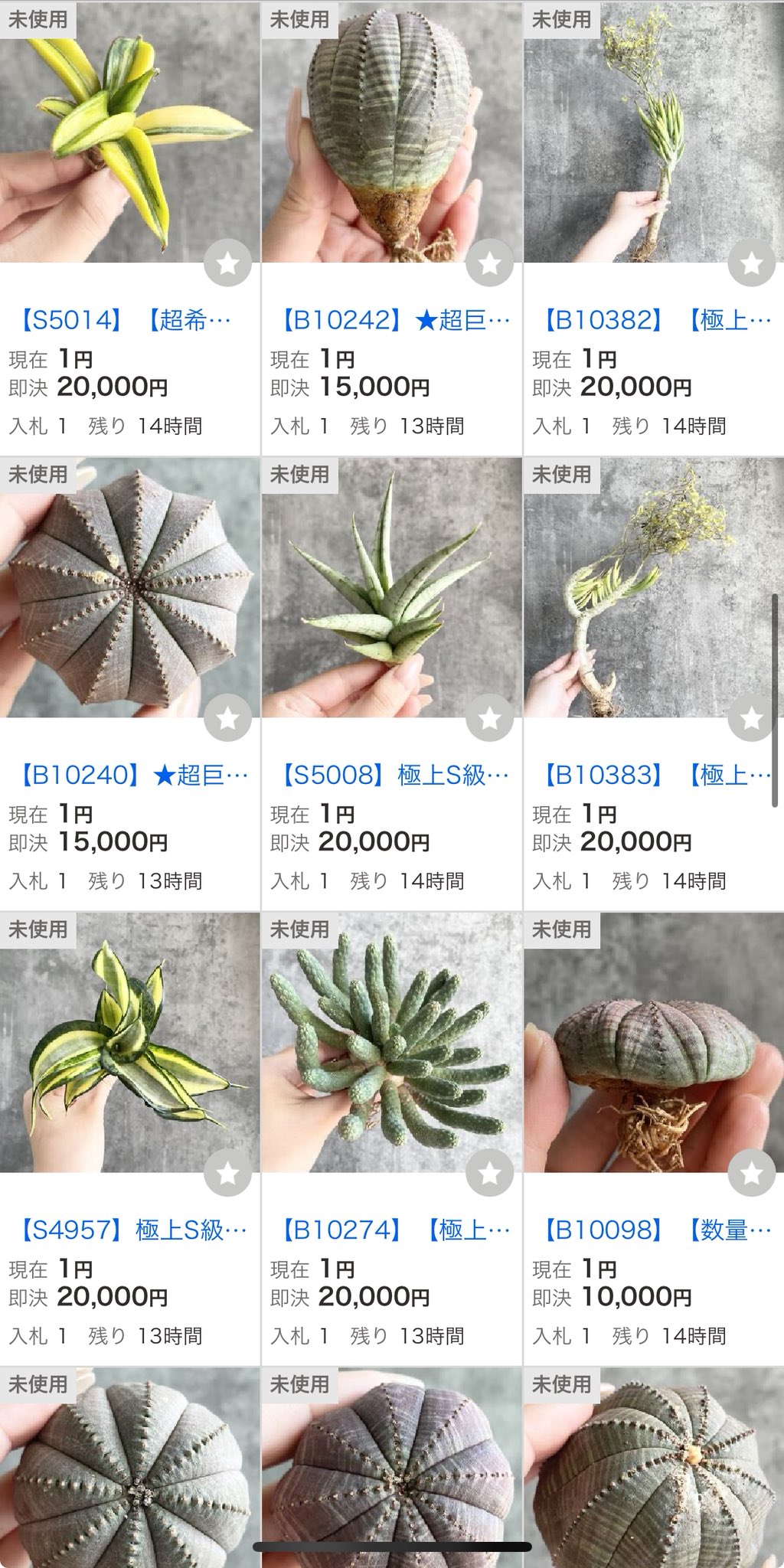 Setagaya plants market🪴 (@setagaya_plants) / X