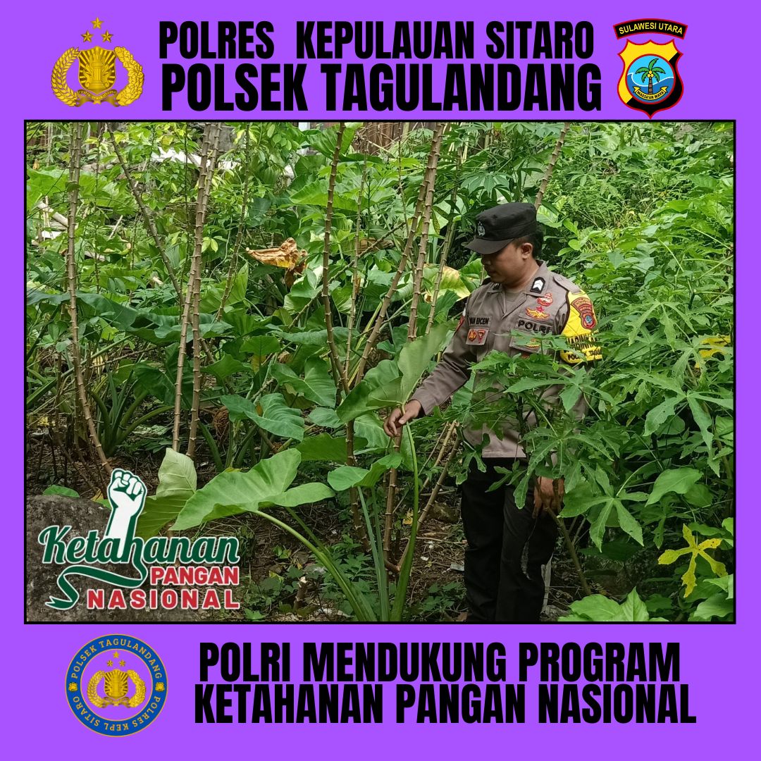 putrayws's tweet image. POLSEK TAGULANDANG POLRES KEPL SITARO MENDUKUNG PROGRAM KETAHANAN PANGAN
#astacita
#swasembadapangan
#ketahananpangan
#polirimendukungketahananpangan
#polisicintapetani
#swasembadapanganpoldasulut
#ketahananpanganpoldasulut
#ketahananpanganpolreskepulauansitaro
#poldasulut
#sulut