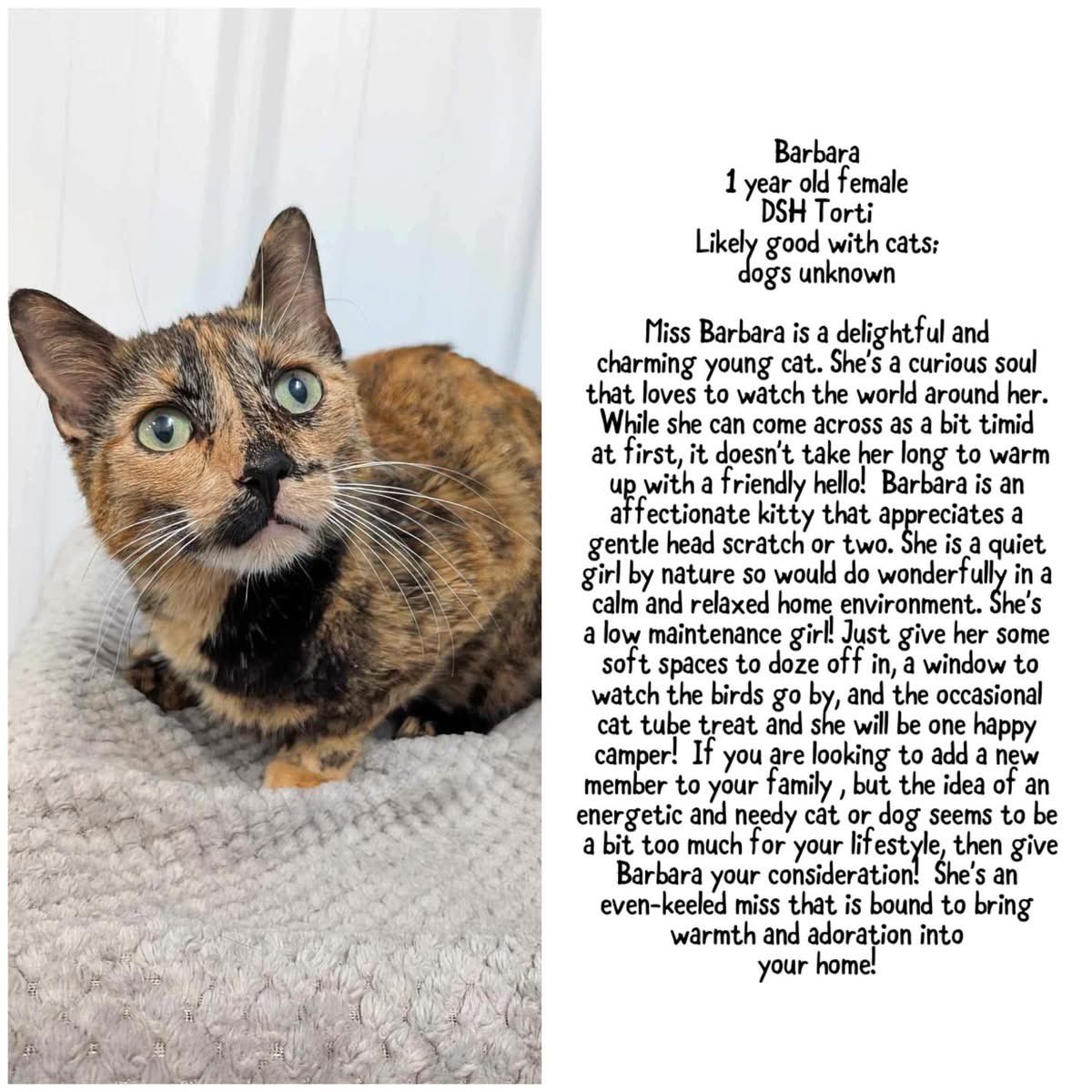 If you are considering adopting a fuzzy buddy, check out Saving Grace in Alix, Alberta. They have a great Facebook site. This sweet little miss was recently abandoned in central AB and is looking for a fam. 
savinggracecanada.com