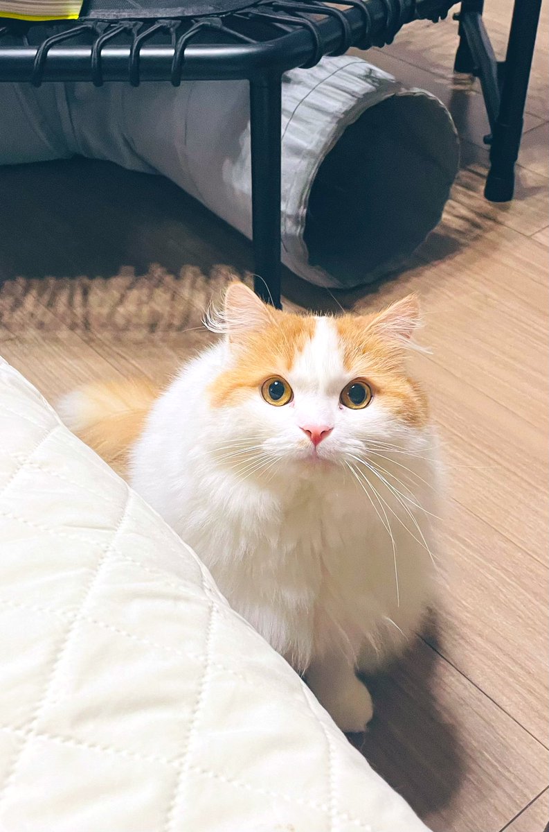 初期ピカチュウのようなフォルムだなっていつも思う