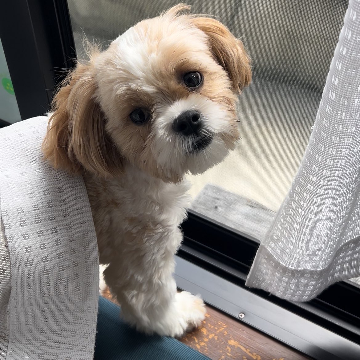 M70983282's tweet photo. わんソックスに勤しむココちゃん🐶
お勤めご苦労様です⑅

#ココちゃん 
#わんソックス 
#マルチーズ #シーズー 
#マルシーズー https://t.co/QdoEeugLtM