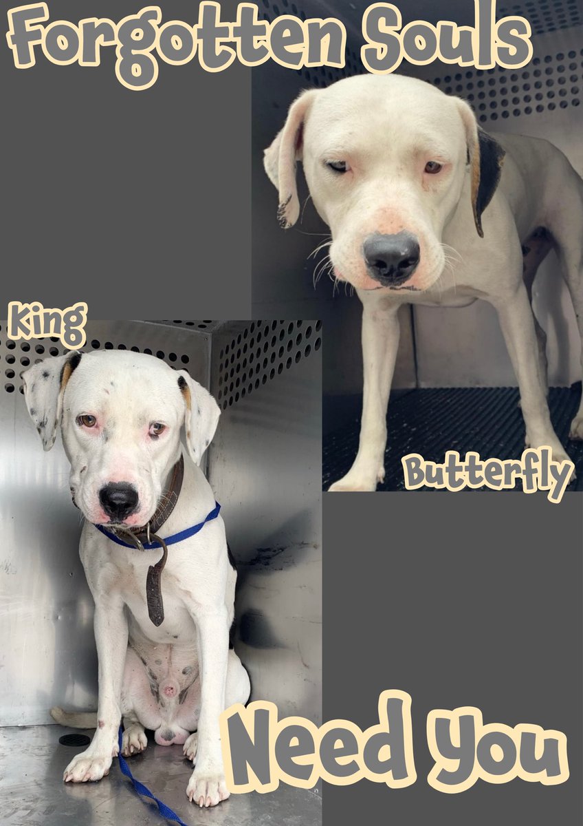 There faces says it all💔
🆘CRUELLY ABANDONED, left DESTITUTE in a barren backyard - who does this??🤬
🦋BUTTERFLY
2yo Pittie mix #A381336
👑KING
3yo Lab #A381335
Without your help BOTH DIE
🔥6/16🔥
Plz help they desperately need #pledges
Furever loving compassionate #Adopters