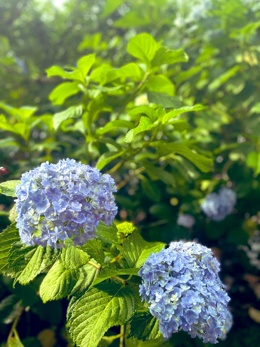 tryua34's tweet photo. ハワイからの留学生を迎え一緒に暮らしています（今７日目）

１日目、脳みそフル回転でとても疲れました😭２日目も気遣いや慣れなさで日中眠くて眠くて🥱

3日目から段々と彼女の好みや性格が垣間見え👀最近は恋愛や海外旅行についてなど中学英語➕ジェスチャー➕Google翻訳で女子会、楽しんでます✨ https://t.co/N9klK1JRRx
