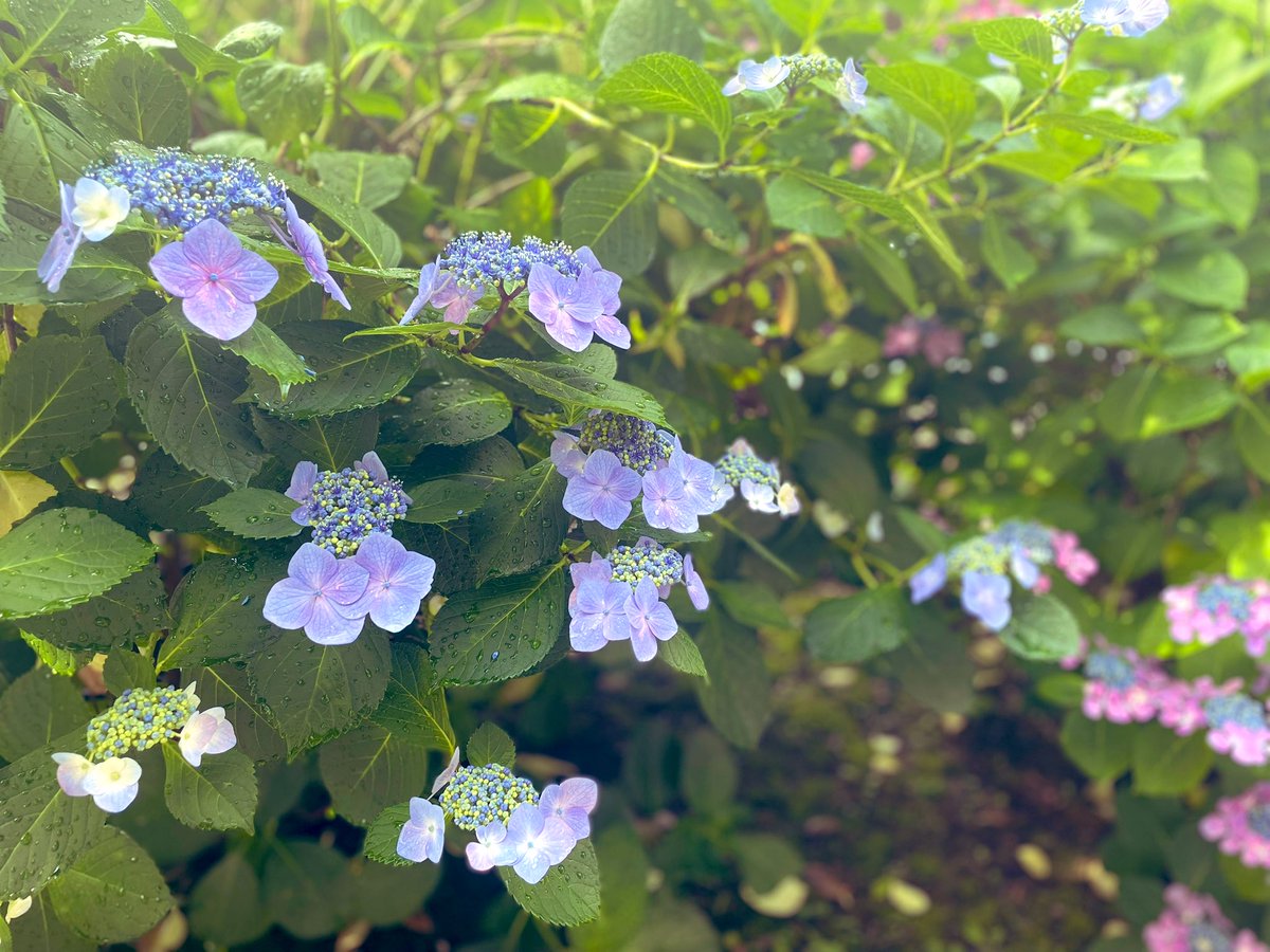 tryua34's tweet photo. ハワイからの留学生を迎え一緒に暮らしています（今７日目）

１日目、脳みそフル回転でとても疲れました😭２日目も気遣いや慣れなさで日中眠くて眠くて🥱

3日目から段々と彼女の好みや性格が垣間見え👀最近は恋愛や海外旅行についてなど中学英語➕ジェスチャー➕Google翻訳で女子会、楽しんでます✨ https://t.co/N9klK1JRRx