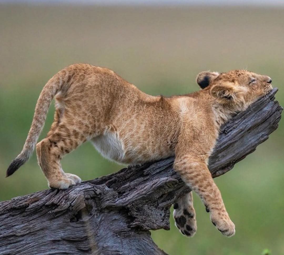 SneakyyLion's tweet image. That feeling when you really need a cat nap.
