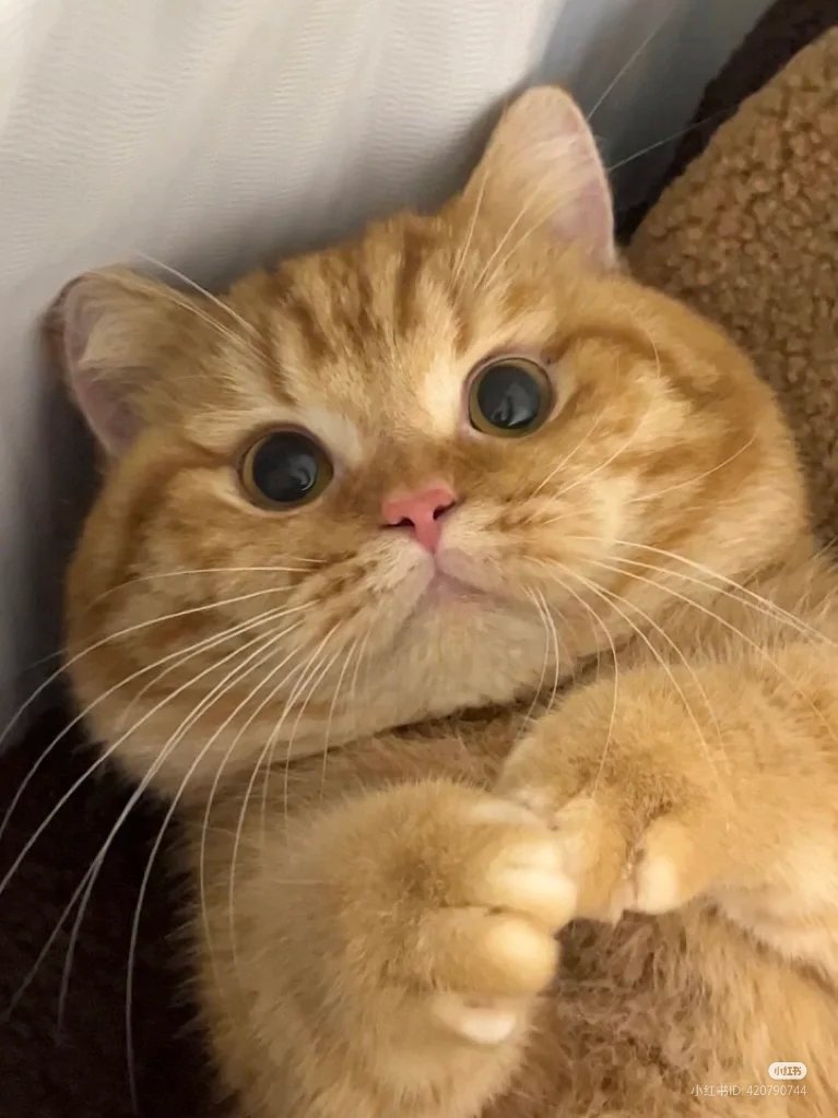 nocontextscats's tweet photo. so cutee! https://t.co/9ubQt7jLkA