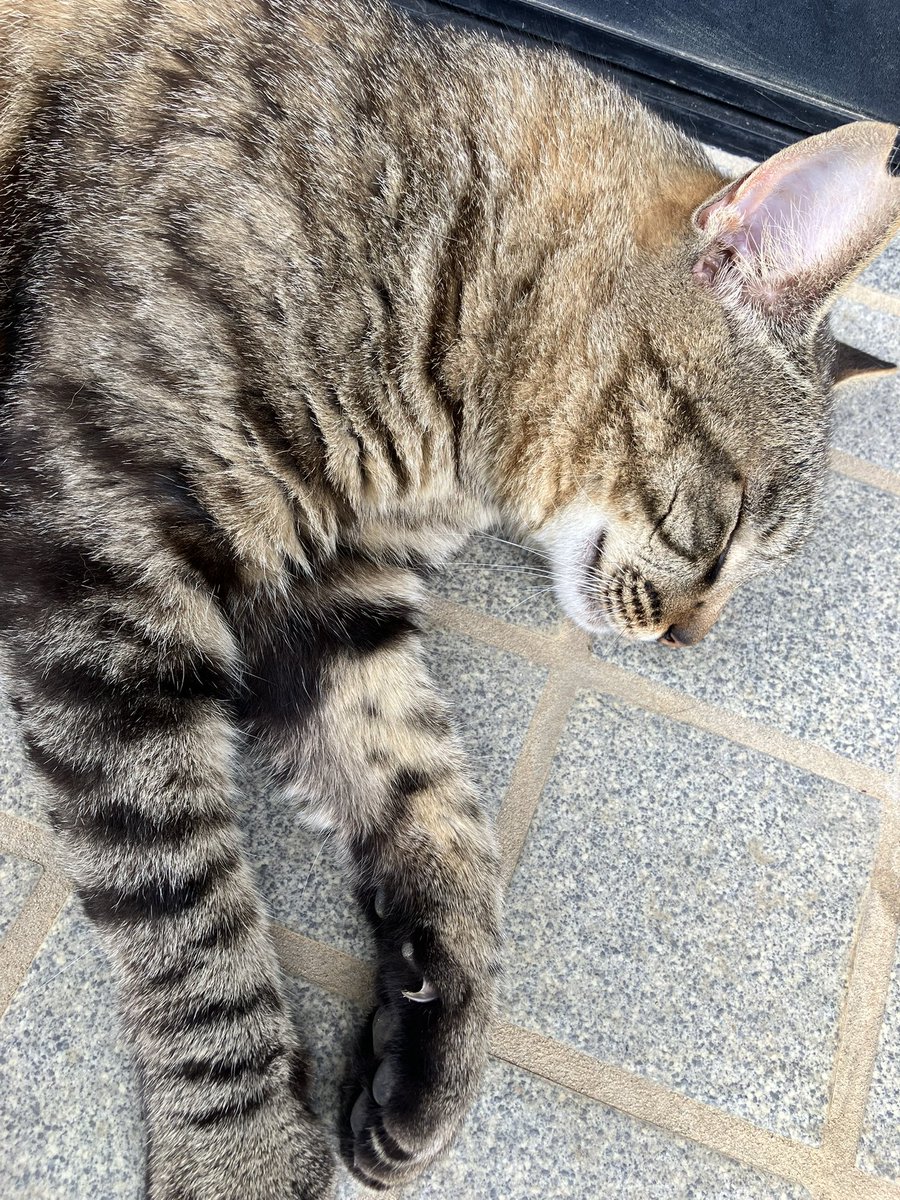 浅瀬みやこ【セルフフルボイス】 tweet media