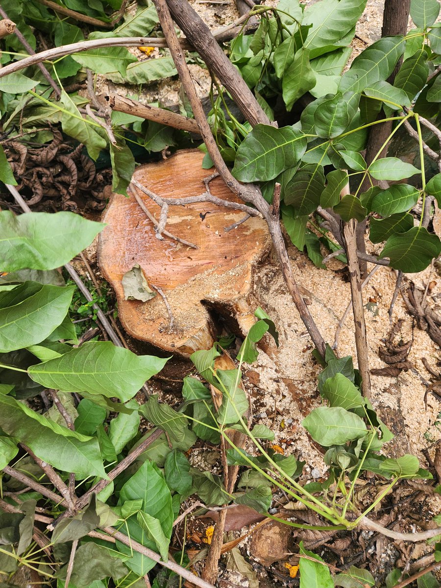 Two massive trees cut down near Nagarbhavi <a href="/RaviBasrur/">Ravi Basrur</a> house for building new house. @BBMPCOMM @BBMPofficial @bbmpcac @BBMP_West. How did bbmp give permission to cut down 20 year old strong trees? Whole site covers those 2 trees.