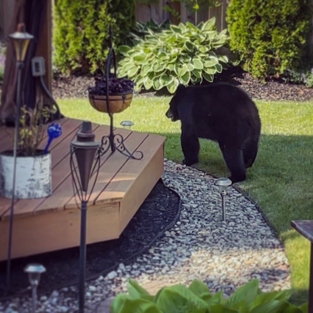 JeremyJRech's tweet photo. @MsParaskevas I had a bear in my backyard recently, Yogi be everywhere! 😅 https://t.co/gbUWMP27tF
