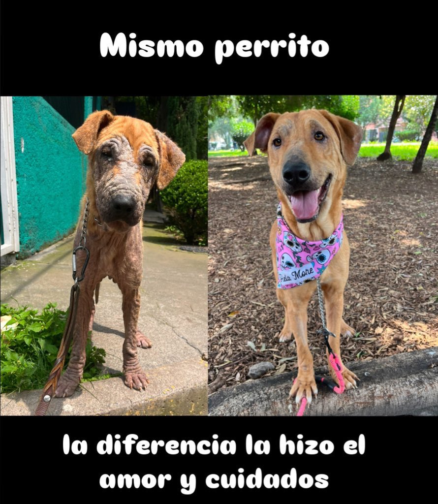 Coquito necesita una familia.🥹
Ayúdanos a que la encuentre pronto,compártelo por favor.
Tiene 6 años,talla grande,protocolo completo.
Estamos en CDMX.