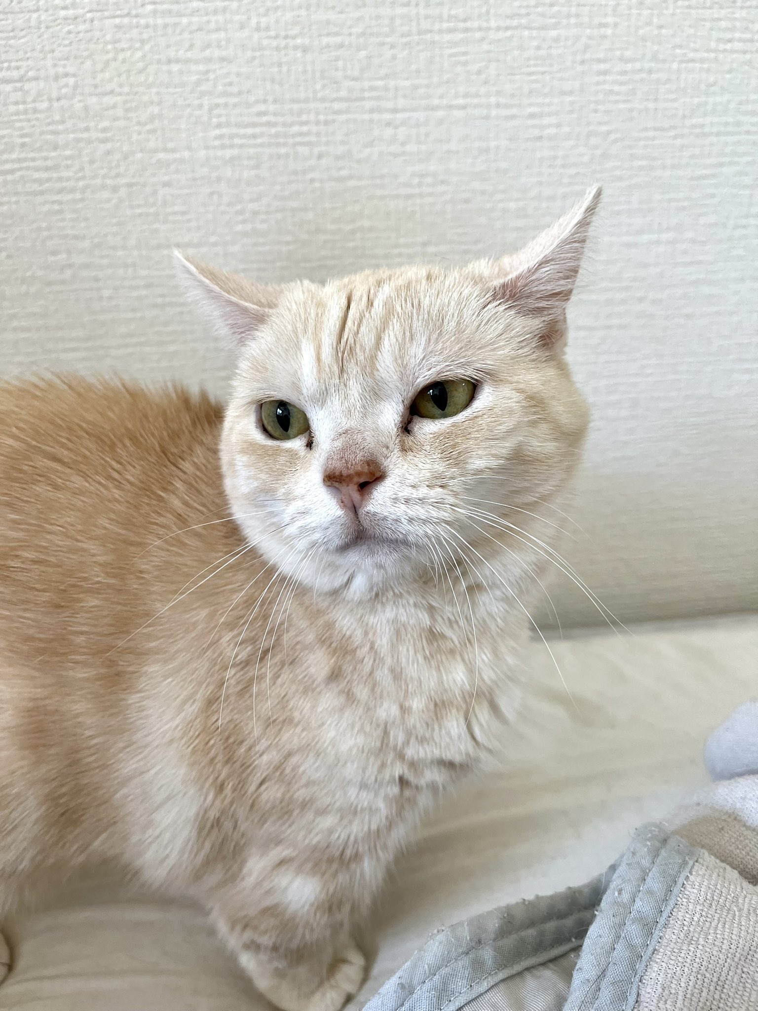 HUADAスクエア 猫ベッド 猫やぐら ミッドセンチュリー キャット