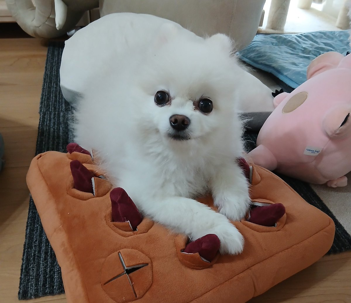 おやつを隠したけど探す気がないゆきちゃんです🐶🍠💕
