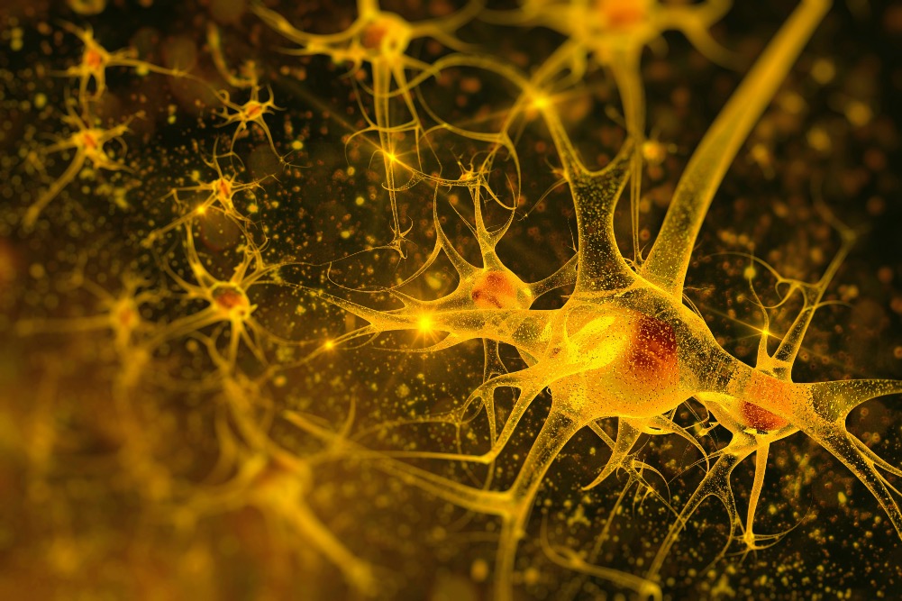 Prof. Taylor and Dr Latella's initial findings reported at the ANS conference in December suggest that impaired motoneuron behaviour could contribute to muscle weakness in ME/CFS, and the team now plans to explore the mechanisms causing this. meres.uk/taylor064