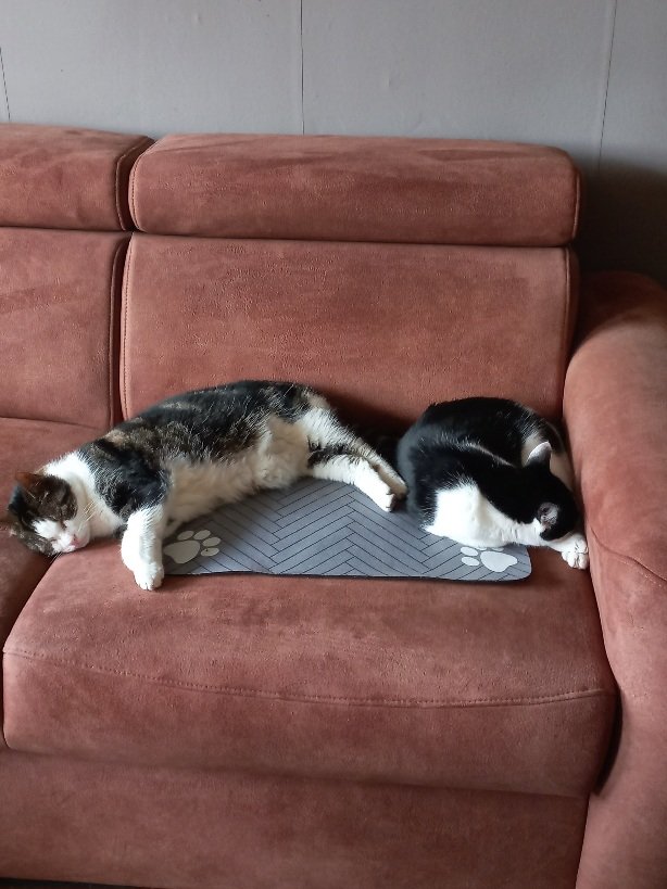 Muizen jacht door de warmte verplaatst tot vanavond 😸😸